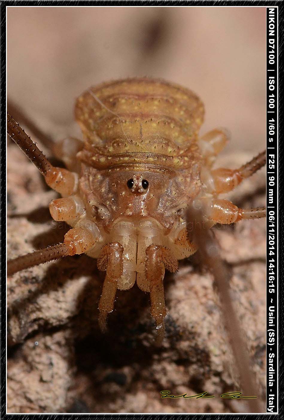 Opilio sp. ♂, cf. canestrinii