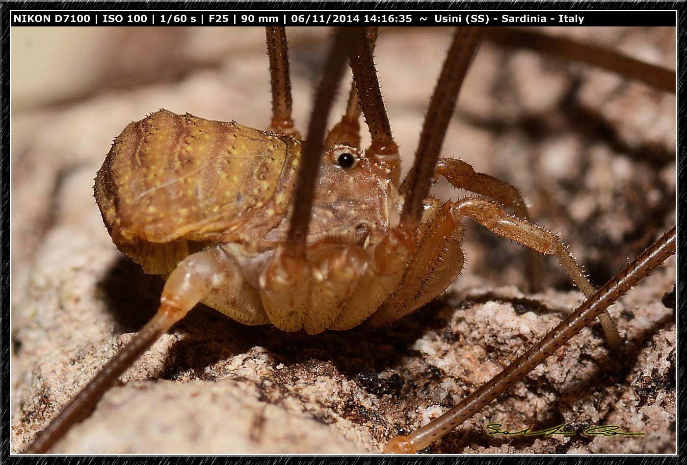 Opilio sp. ♂, cf. canestrinii