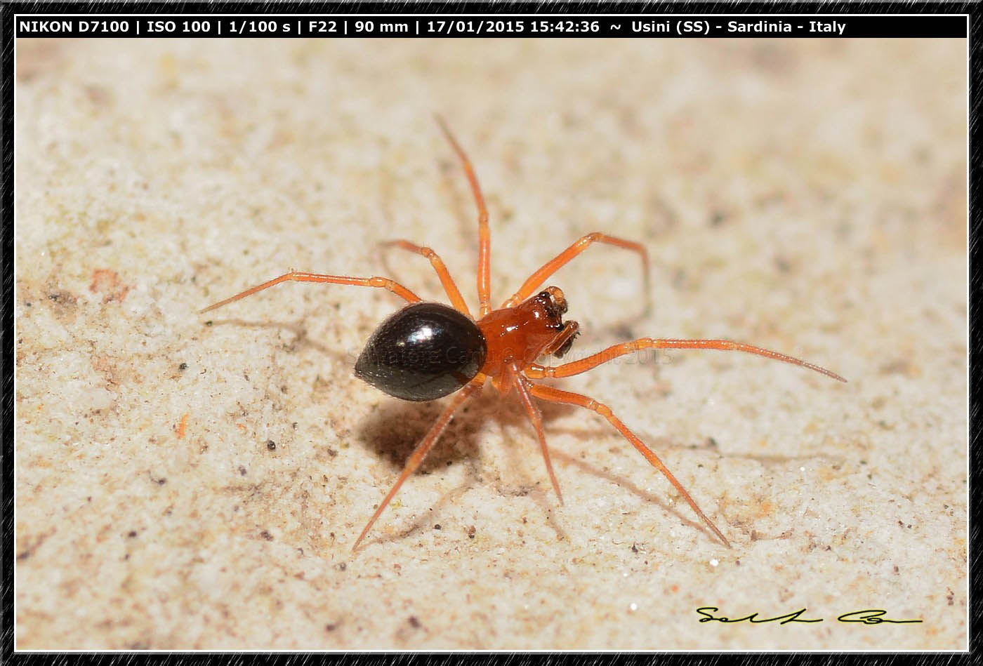 Linyphiidae - Usini (SS)