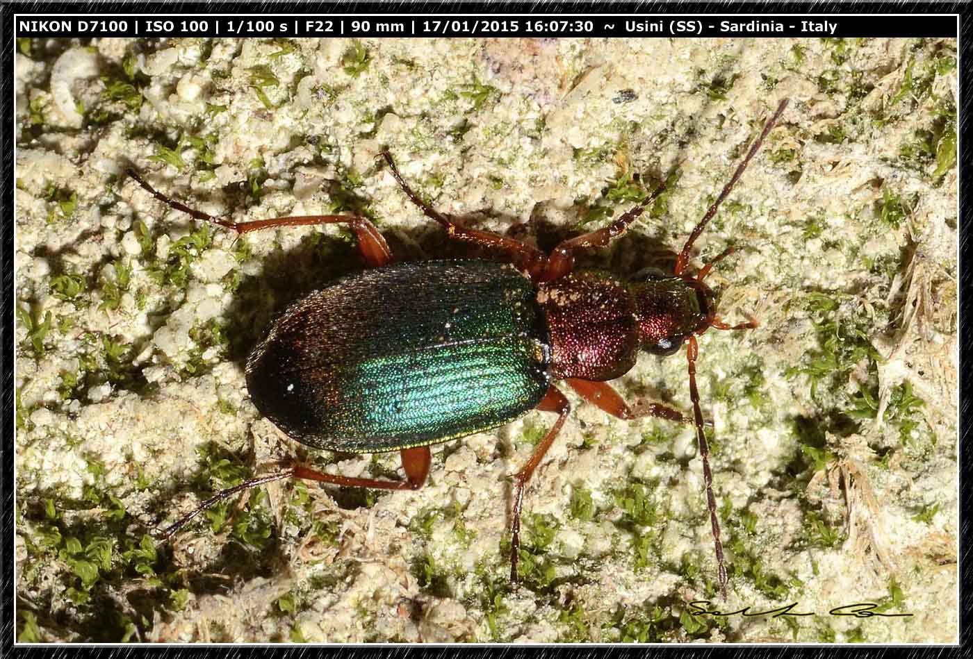 Chlaenius (Trichochlaenius) chrysocephalus, Carabidae