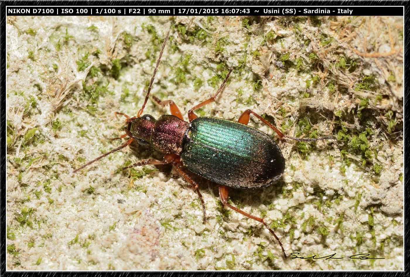 Chlaenius (Trichochlaenius) chrysocephalus, Carabidae