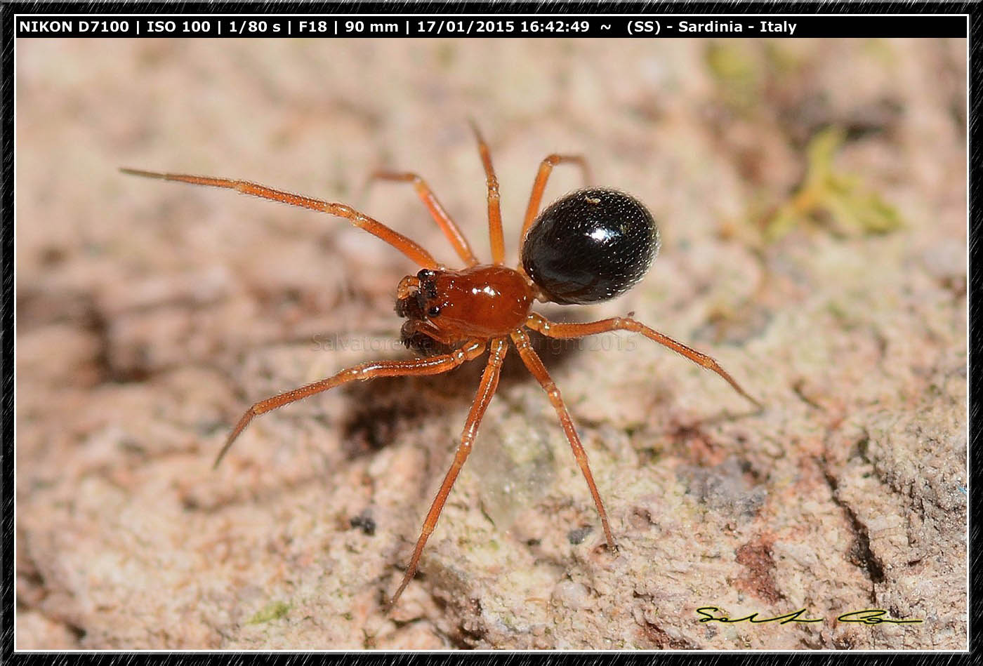 Linyphiidae - Usini (SS)