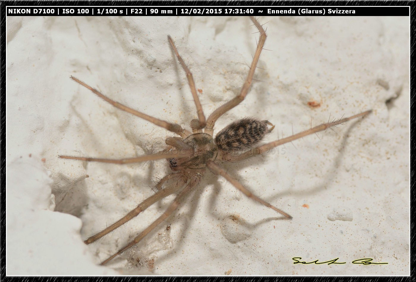 Eratigena atrica - Ennenda (Glarus), Svizzera