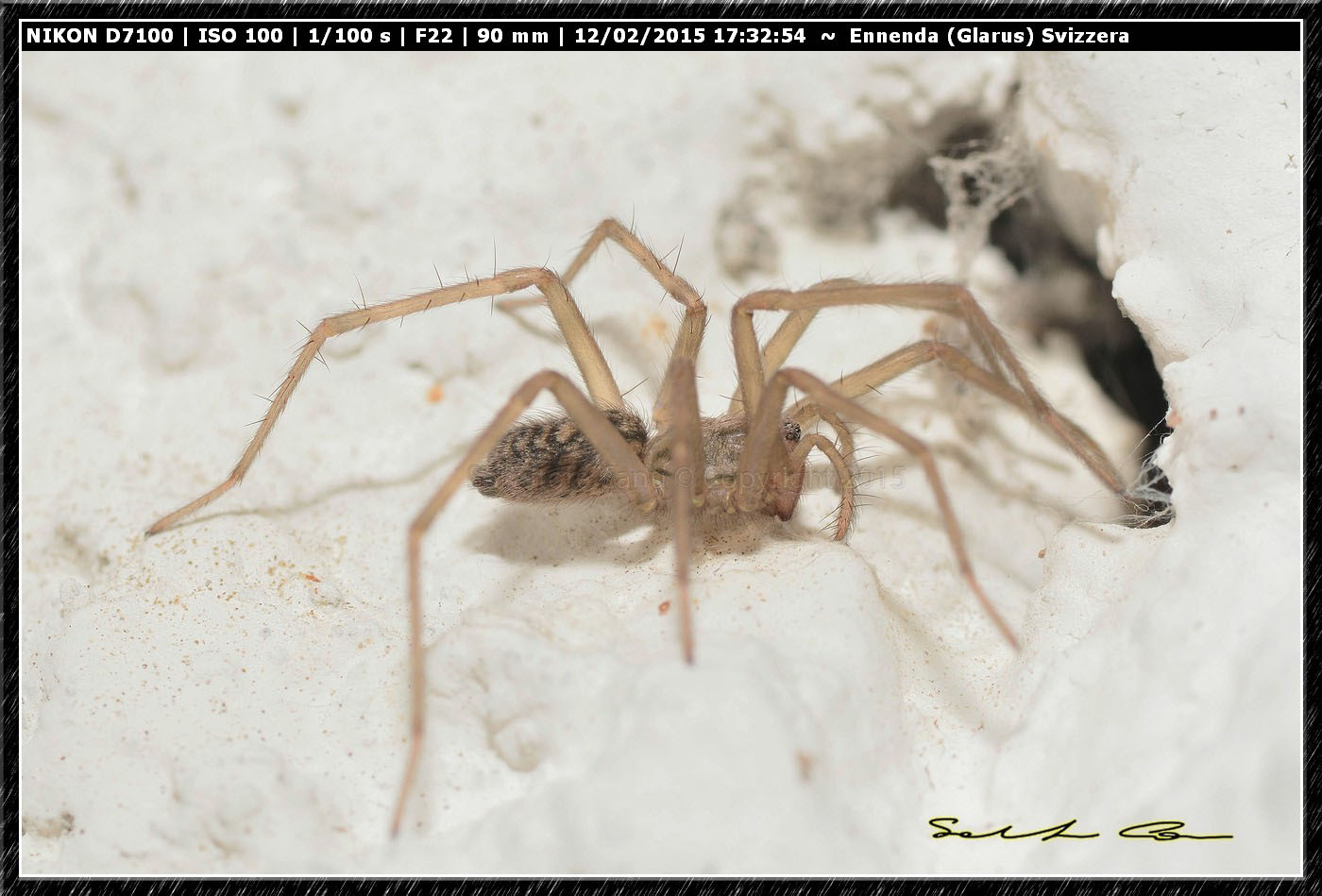 Eratigena atrica - Ennenda (Glarus), Svizzera