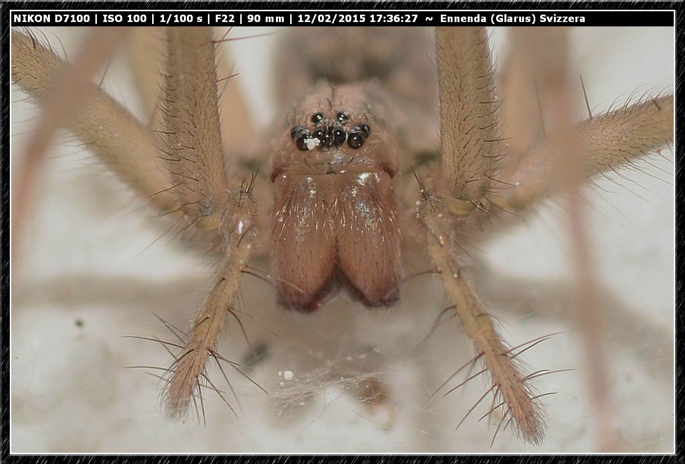 Eratigena atrica - Ennenda (Glarus), Svizzera