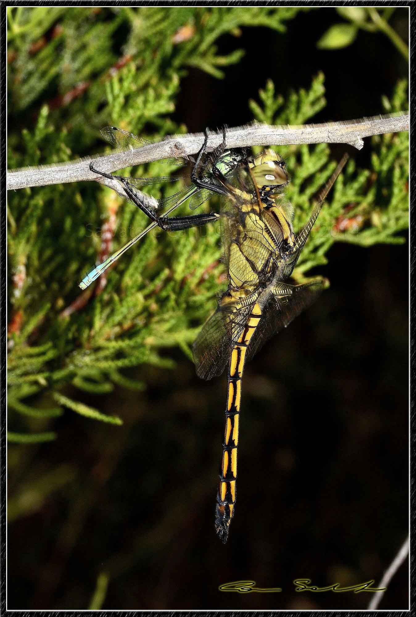 Orthetrum cancellatum (maschio immaturo)