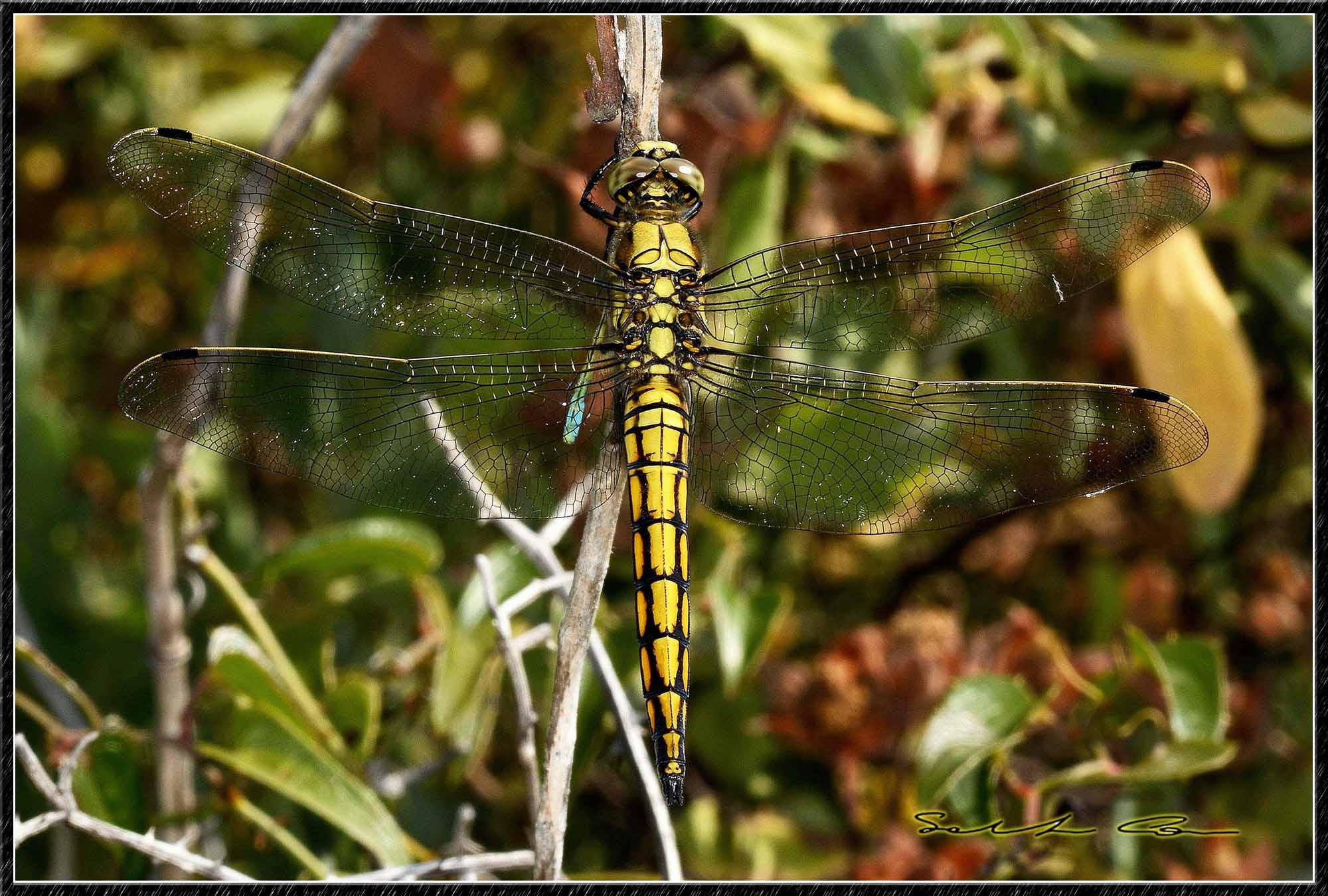 Orthetrum cancellatum (maschio immaturo)