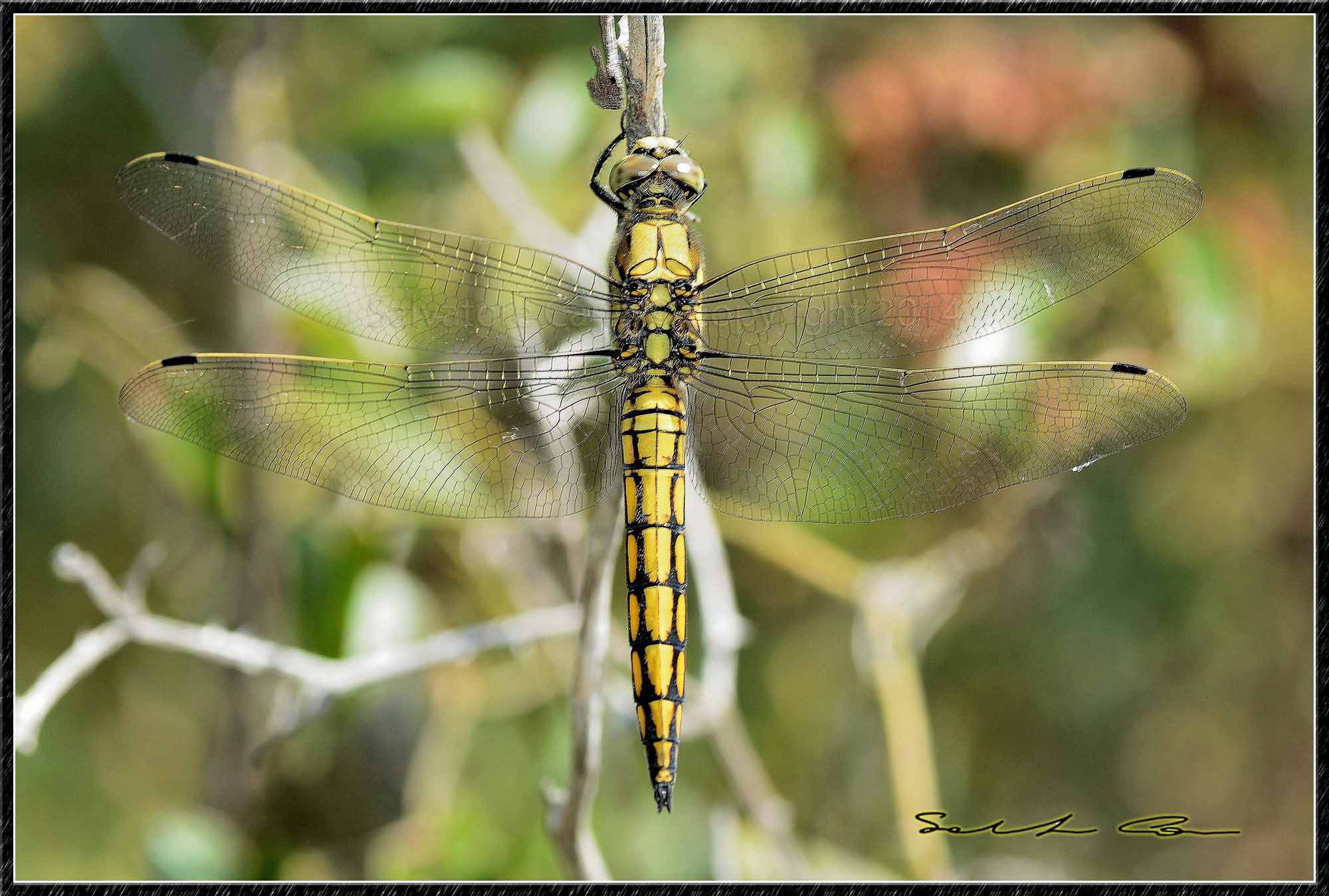 Orthetrum cancellatum (maschio immaturo)