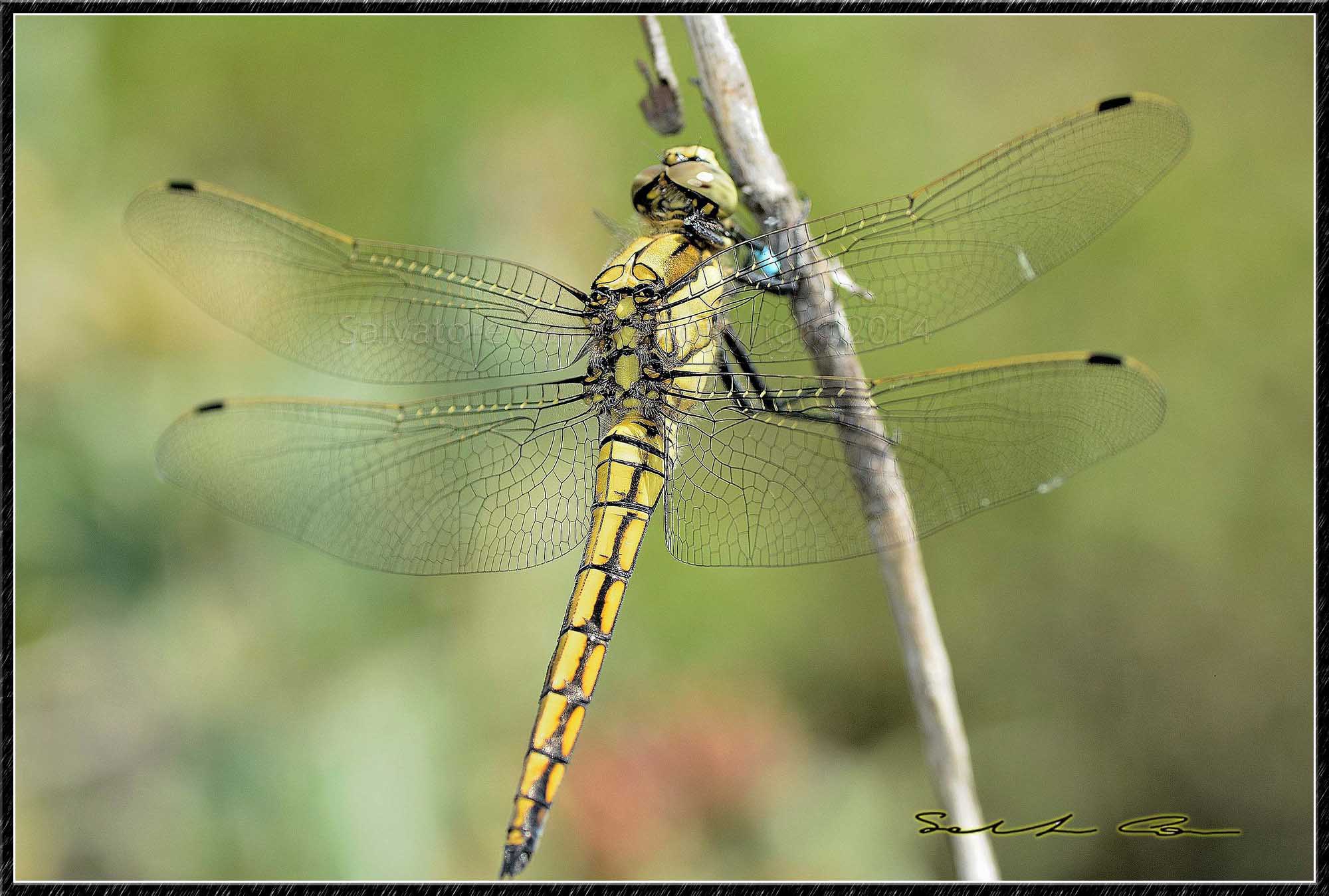 Orthetrum cancellatum (maschio immaturo)