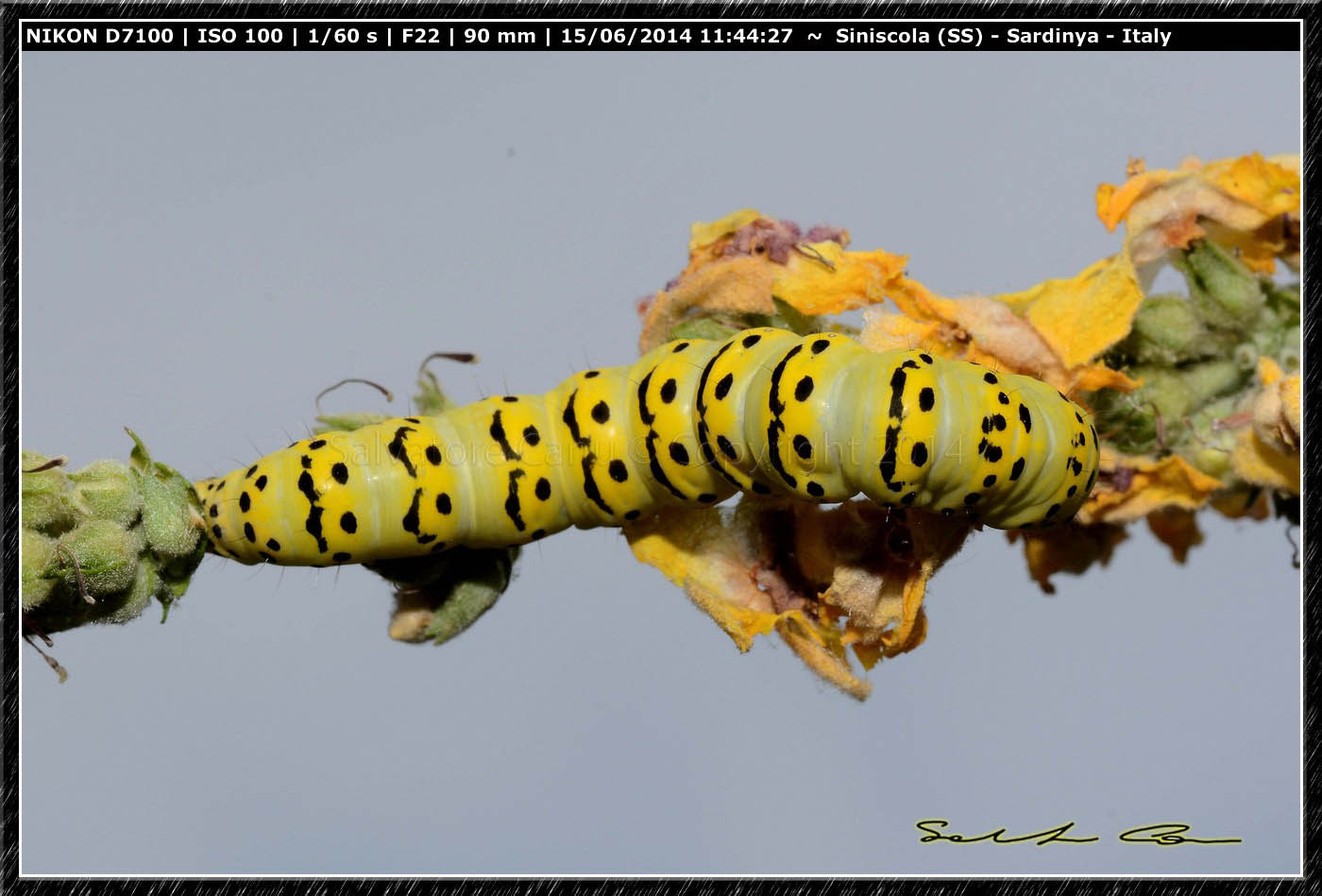 Noctuidae,  Cucullia (Shargacucullia) lychnitis