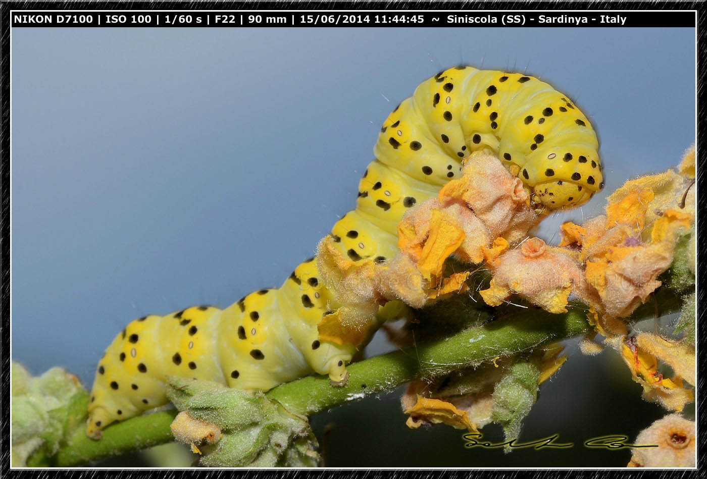 Noctuidae,  Cucullia (Shargacucullia) lychnitis