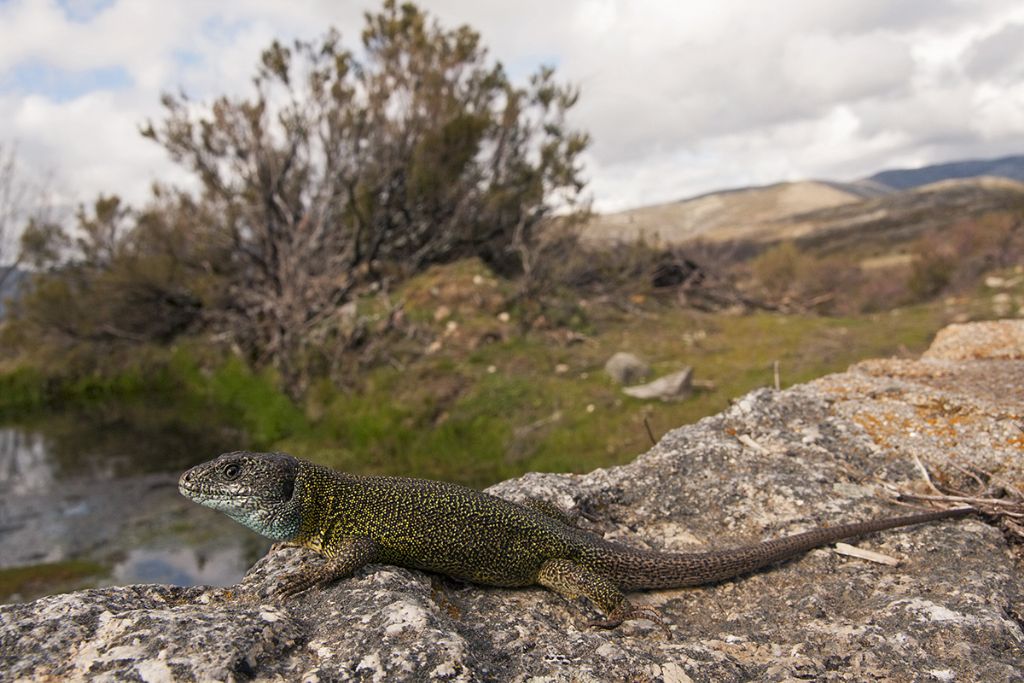 Lacerta schreiberi