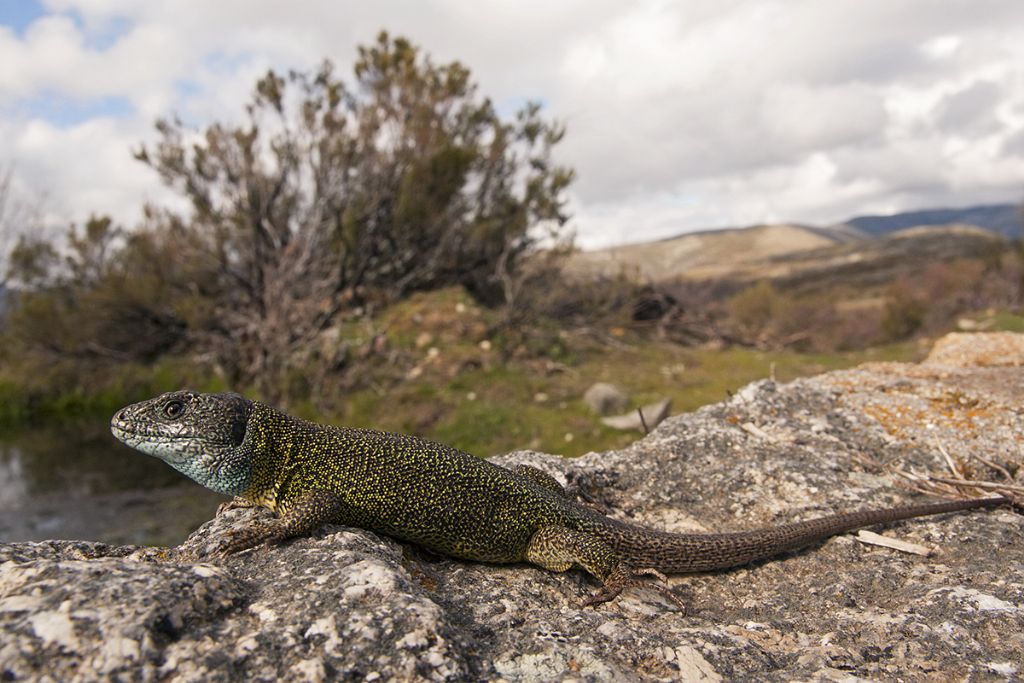 Lacerta schreiberi