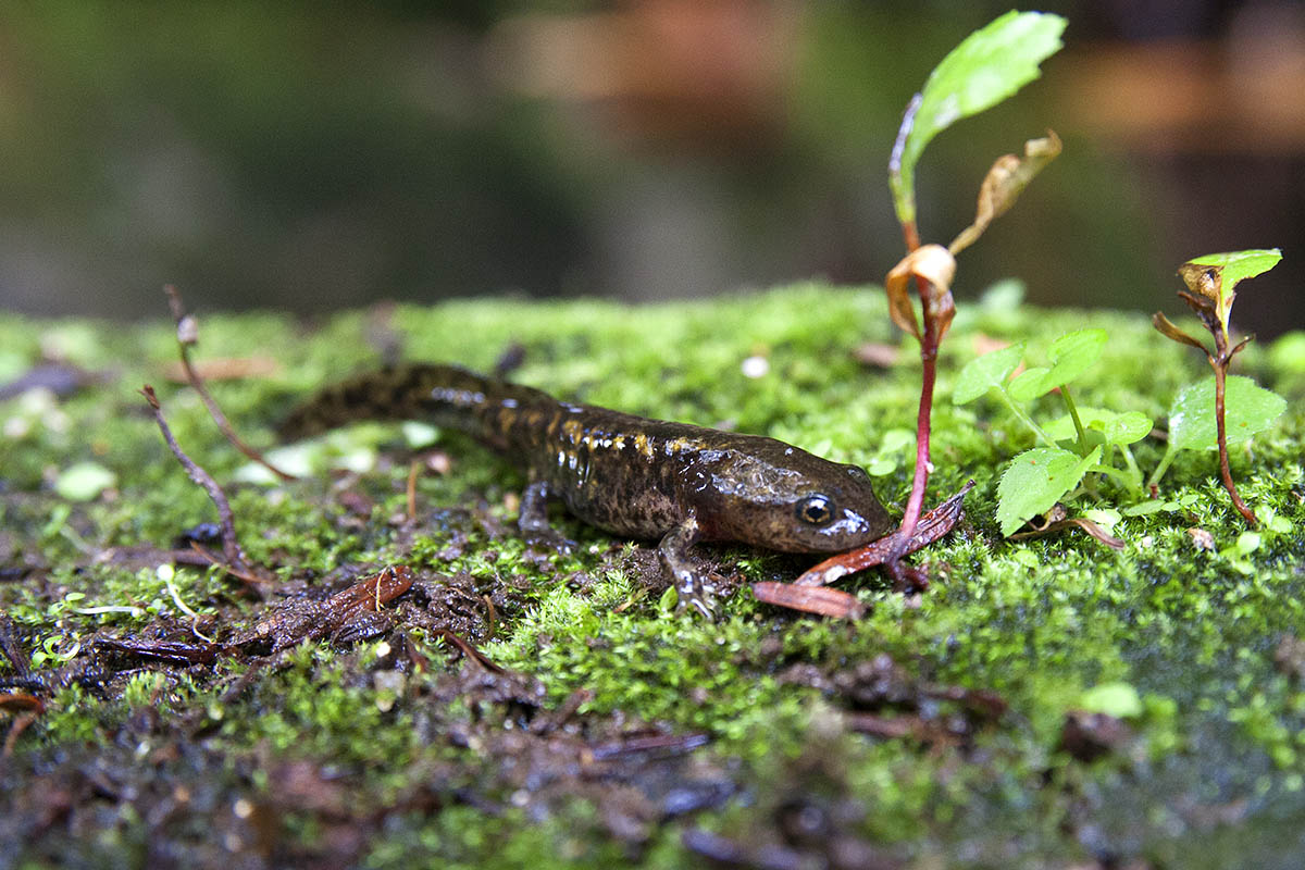 Salamandre inaspettate