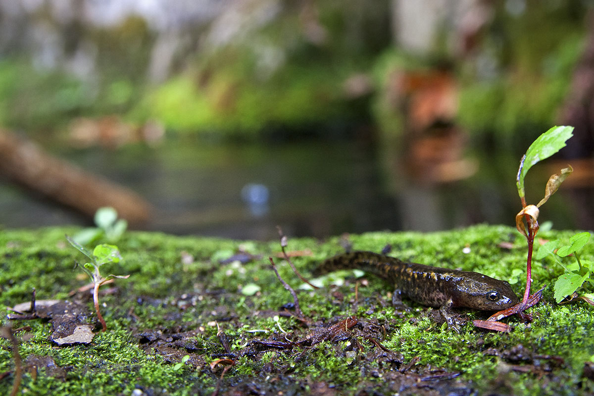 Salamandre inaspettate