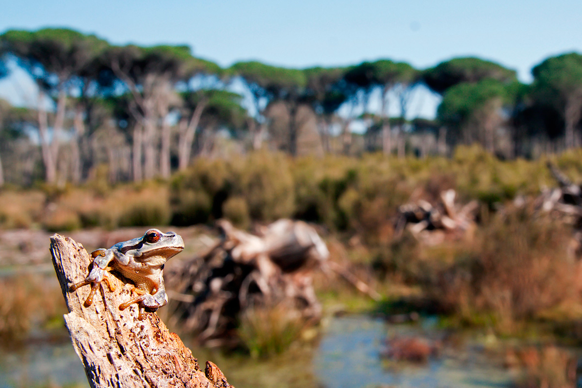 VOLONTANFIBI 2014: Parco Regionale MSRM