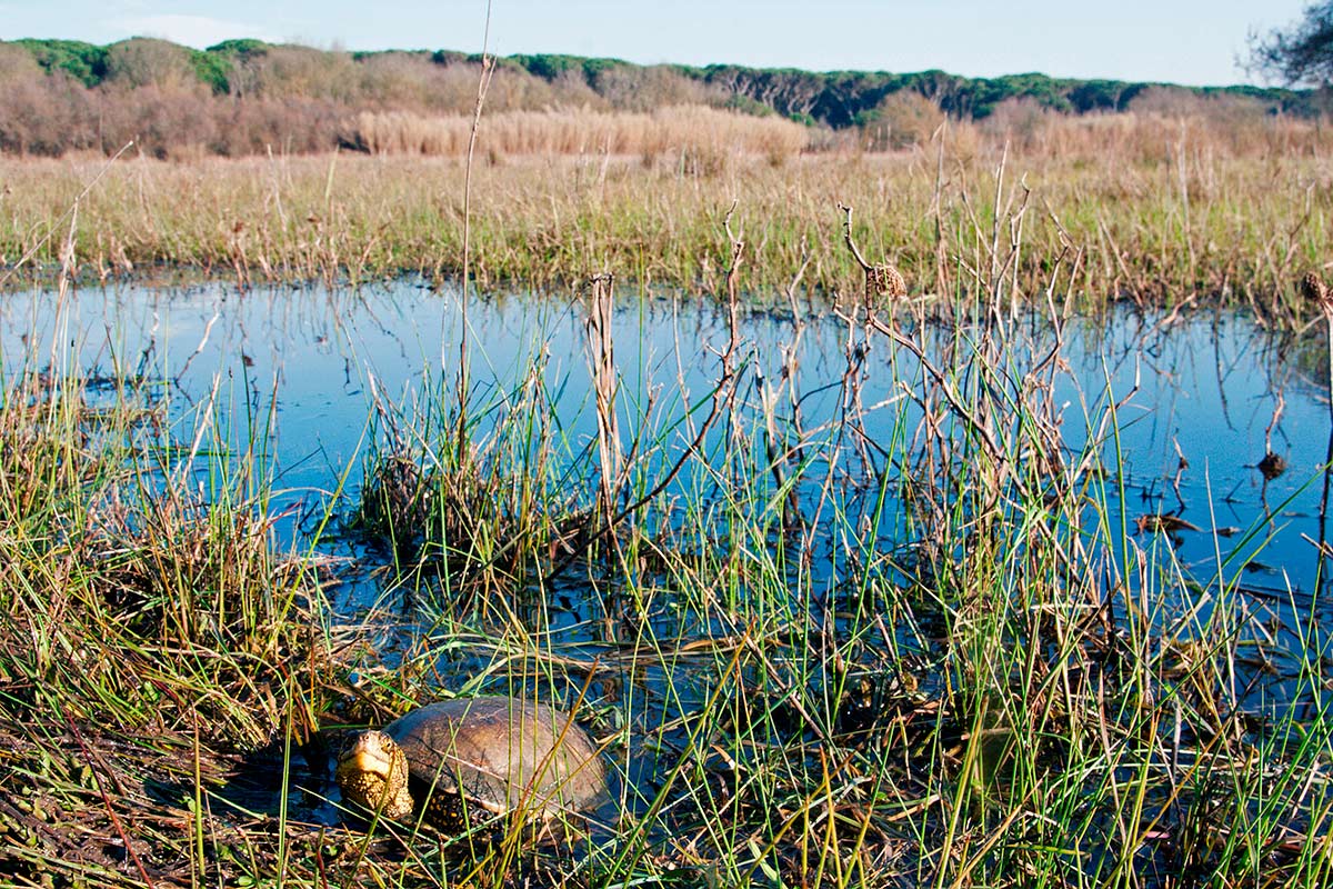 VOLONTANFIBI 2014: Parco Regionale MSRM