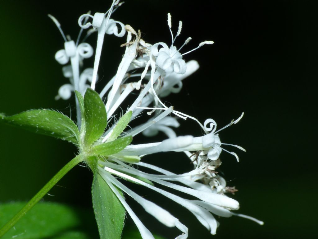 Asperula taurina