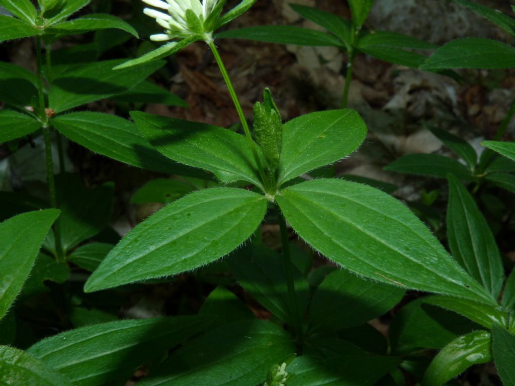 Asperula taurina