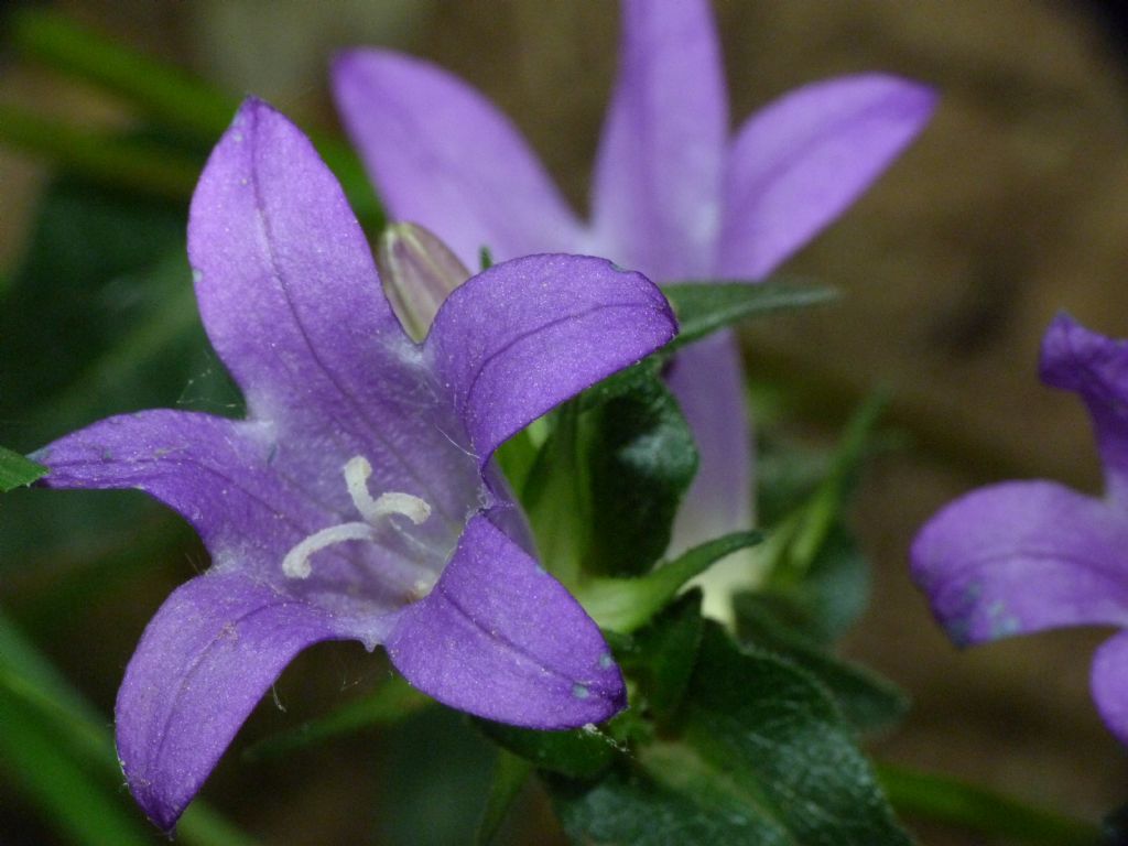 Campanula glomerata