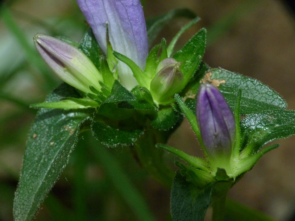 Campanula glomerata