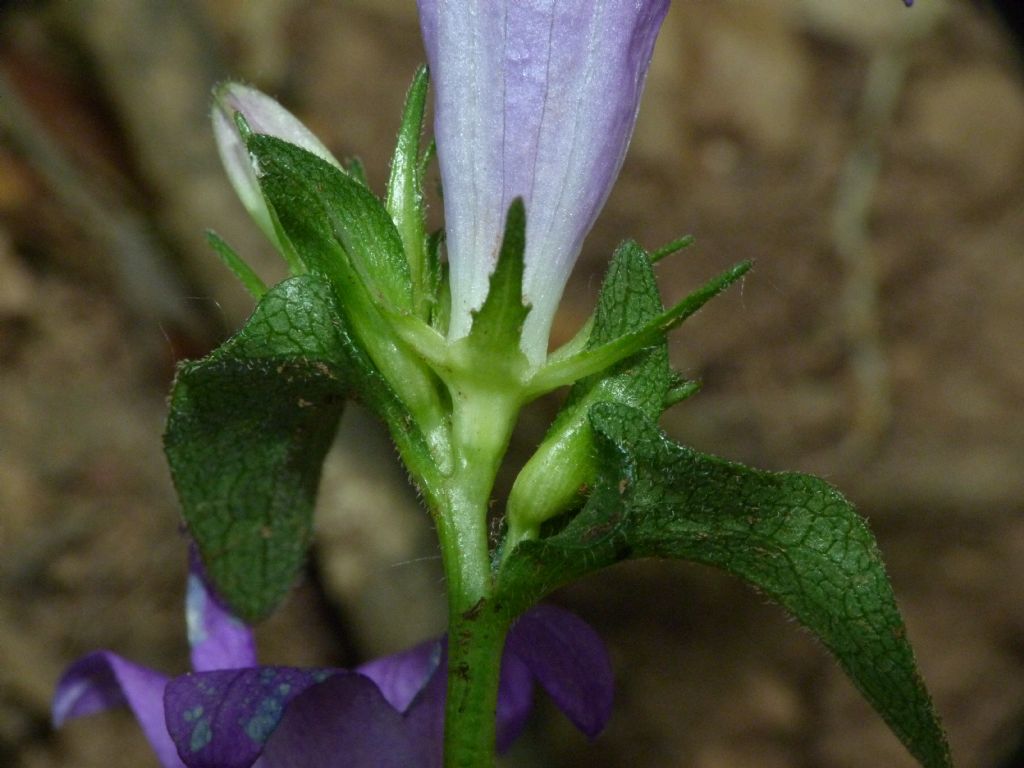 Campanula glomerata