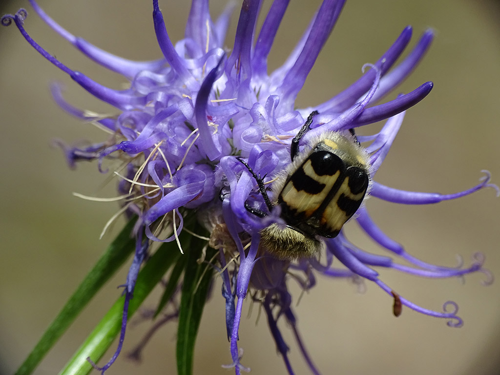 Cetoniidae: Trichius fasciatus