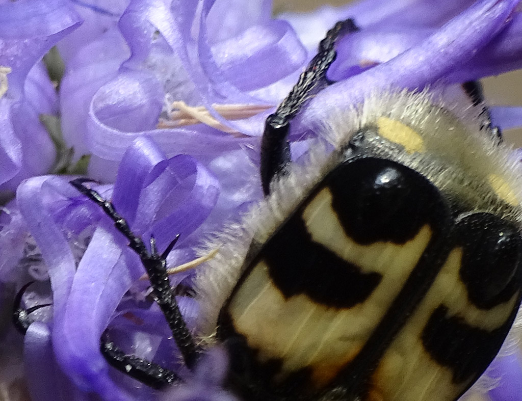 Cetoniidae: Trichius fasciatus