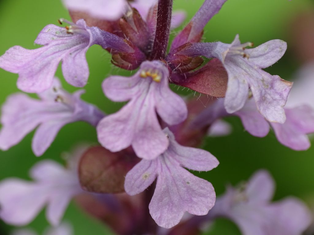 Lamiaceae:   Ajuga reptans