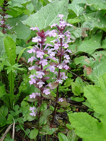 Lamiaceae:   Ajuga reptans