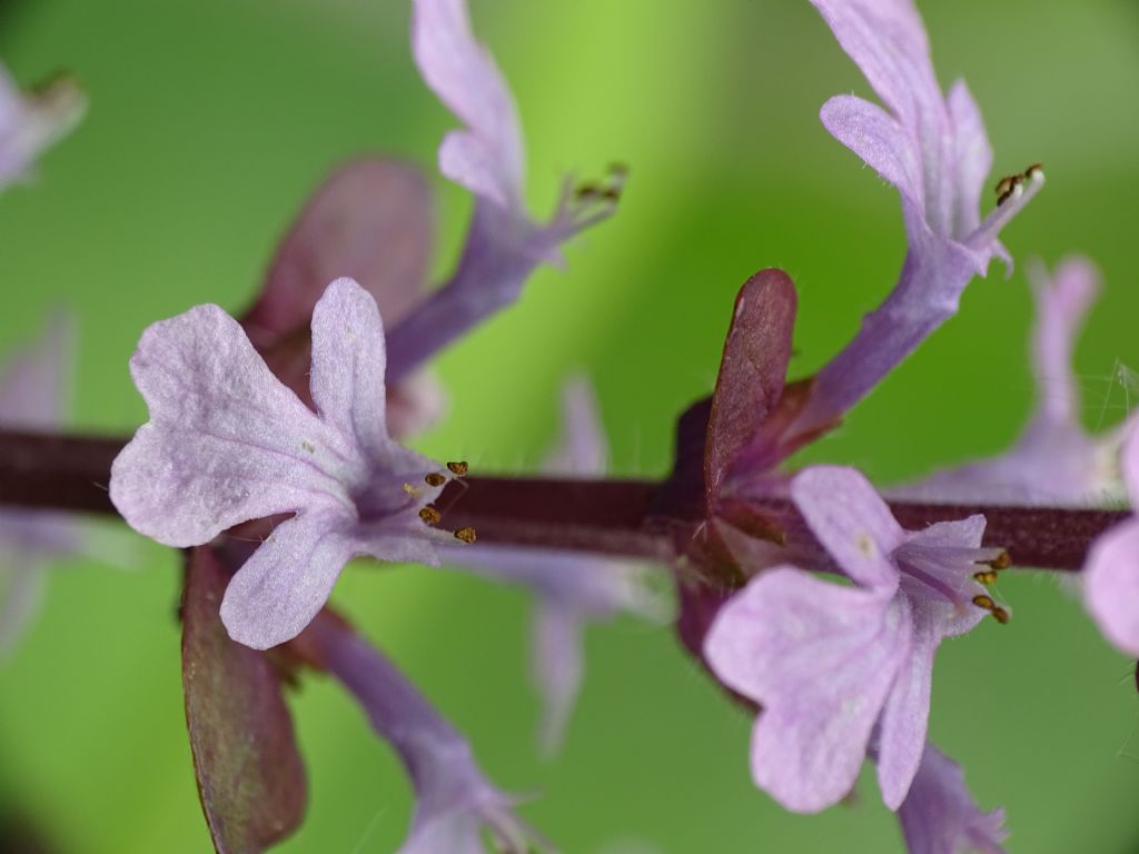 Lamiaceae:   Ajuga reptans