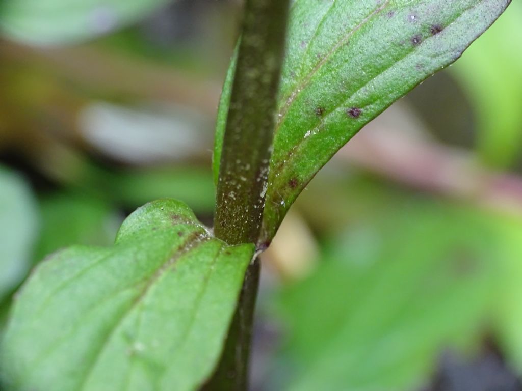 Lamiaceae:   Ajuga reptans