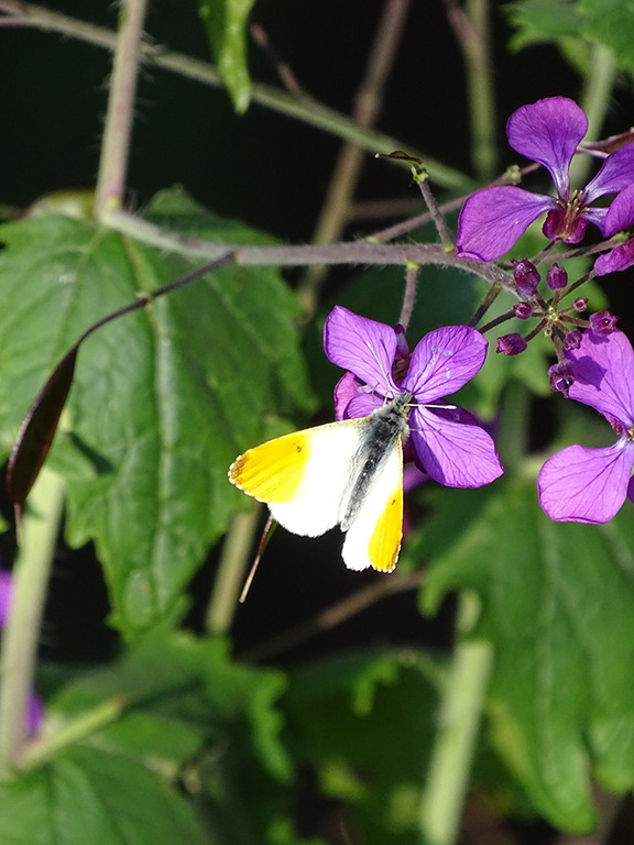 Identificazione farfalla - Anthocharis cardamines, Pieridae