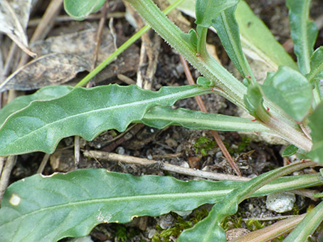 Reseda phyteuma / Reseda selvatica