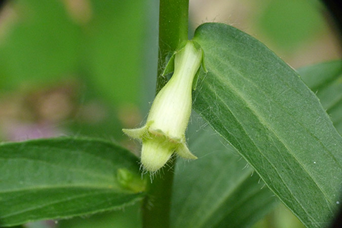 Monte Fenera - Digitalis lutea