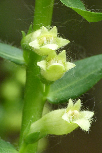 Monte Fenera - Digitalis lutea