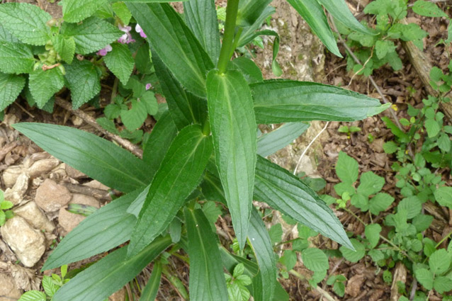 Monte Fenera - Digitalis lutea