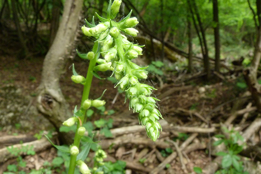 Monte Fenera - Digitalis lutea