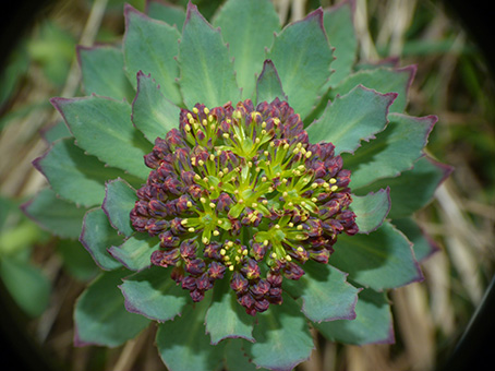 Rhodiola rosea / Rodiola rosea