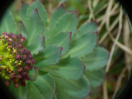 Rhodiola rosea / Rodiola rosea