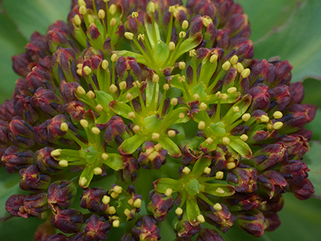 Rhodiola rosea / Rodiola rosea