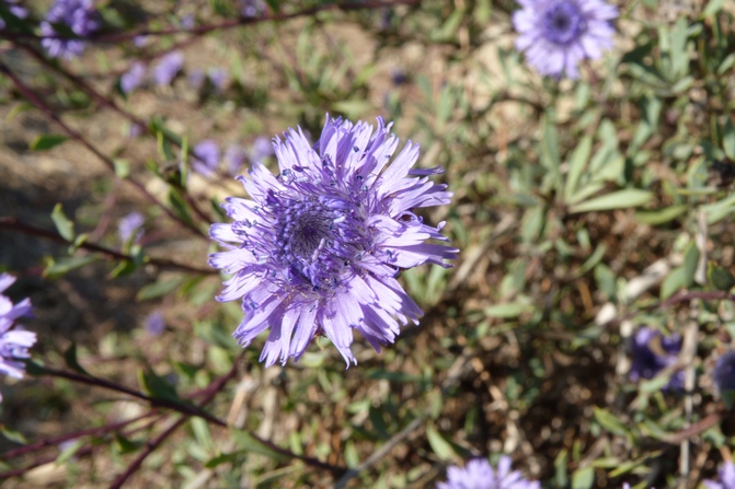 Globularia alypum / Vedovelle cespugliose