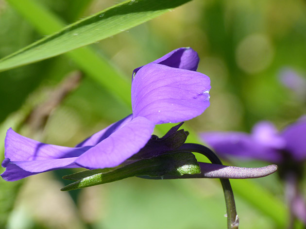 Viola bertolonii