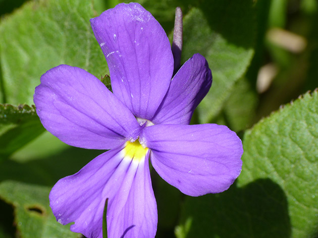 Viola bertolonii