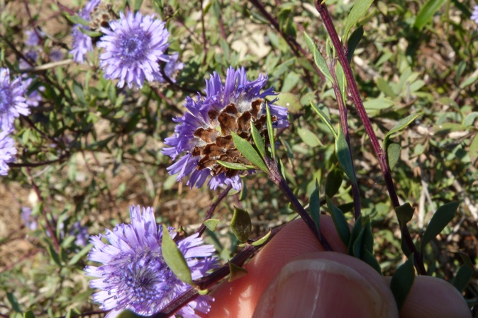 Globularia alypum / Vedovelle cespugliose