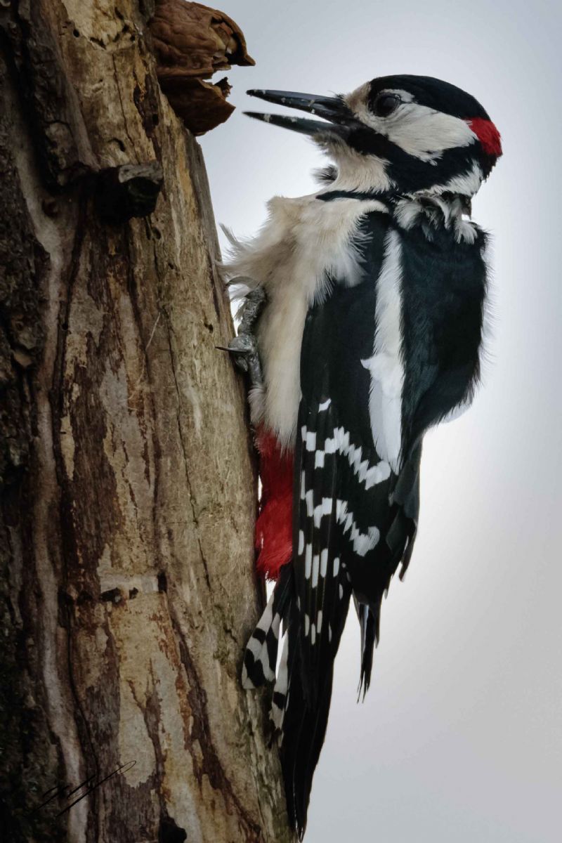 Picchio rosso maggiore (Dendrocopos major)