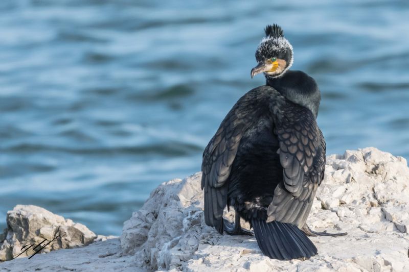 Cormorano in..