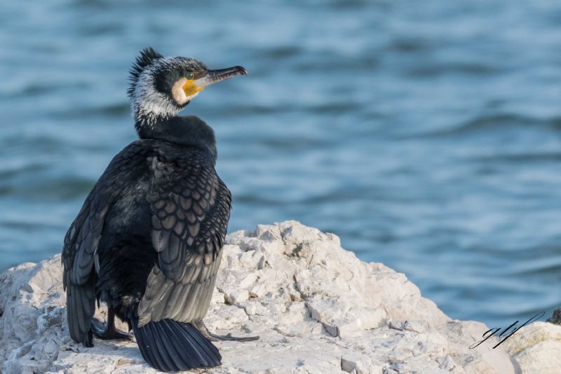 Cormorano in..