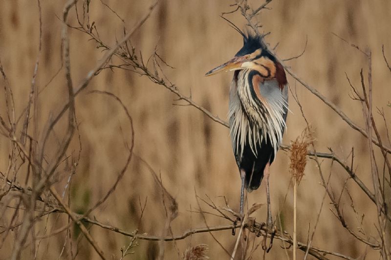 Airone rosso (Ardea purpurea)