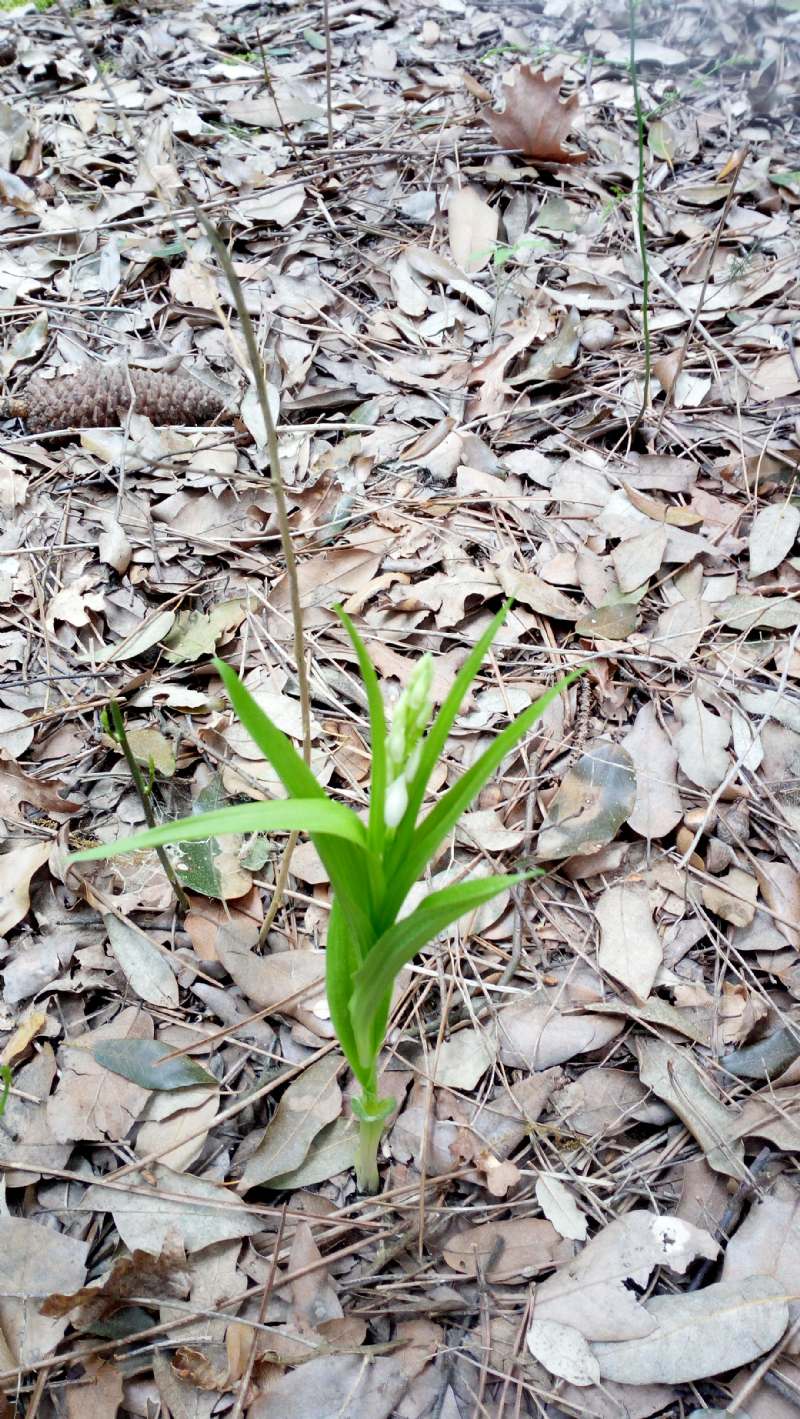 Cephalanthera longifolia